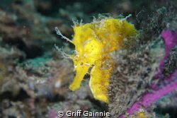 This lined seahorse was an easy find even in poor visibil... by Griff Gainnie 
